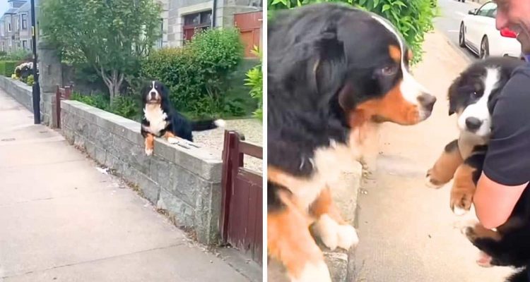 Großer Hund sieht zum ersten Mal den neuen Welpen seiner Familie - seine Reaktion ist herzerwärmend