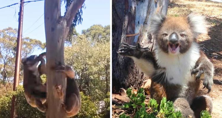 Großer Koala drängt kleinen Koala vom Baum - die Reaktion des Kleinen geht ans Herz