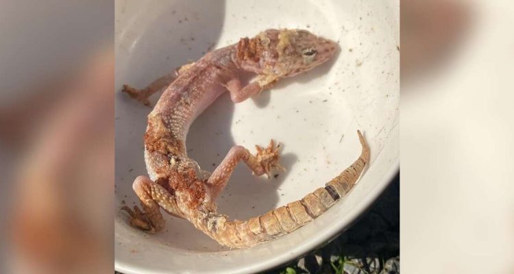 Gutherzige Frau rettet halbtoten Gecko aus Park - Seine Verwandlung nach 2 Monaten ist unglaublich