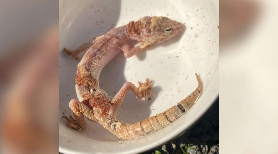 Gutherzige Frau rettet halbtoten Gecko aus Park - Seine Verwandlung nach 2 Monaten ist unglaublich