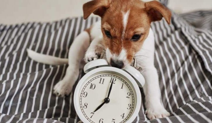 Haben Hunde ein Zeitgefühl