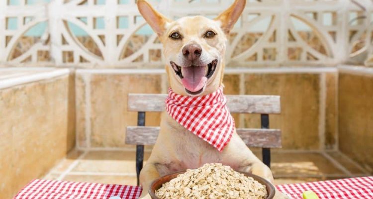 Haferschleim für Hunde bei Gastritis & Durchfall (Ratgeber)