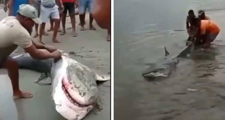 Hai liegt hilflos am Strand – Wie eine Gruppe entschlossener Menschen reagiert, ist atemberaubend