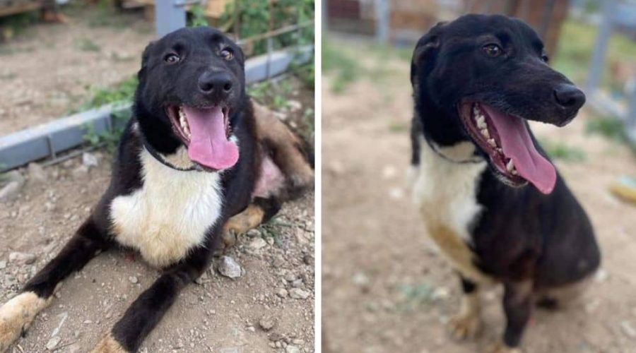 Happy trotz Handicap Straßenhund Casper hat nur noch 3 Beine – Wer gibt ihm trotzdem eine Chance