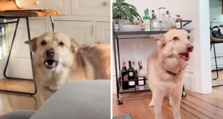 A different tone for every situation: the way this dog expresses his wishes is hilarious