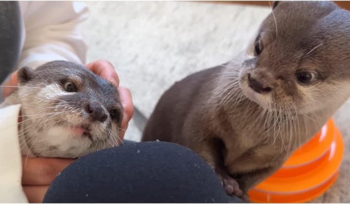 Haustier-Otter hören ihre Stimmen das erste Mal über ein Mikrofon - ihre Reaktion ist zuckersüß