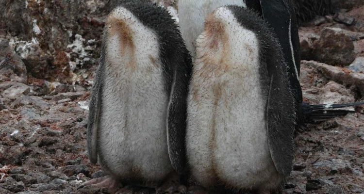 Heftig Fotograf entdeckt zwei kopflose Pinguin-Babys - im nächsten Moment muss er laut lachen
