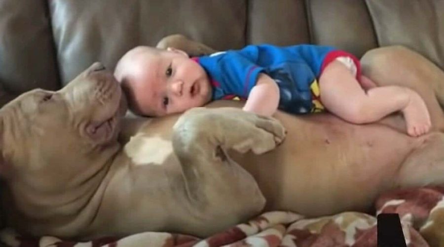Heftige Kritik Internet ist schockiert, als Vater dieses Bild mit seinem Baby & Pitbull hochlädt