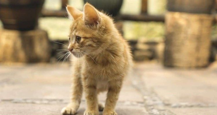 Heftiger Streit um Baby-Katze Wurde sie auf Mallorca vom Tierschutz-Verein entführt
