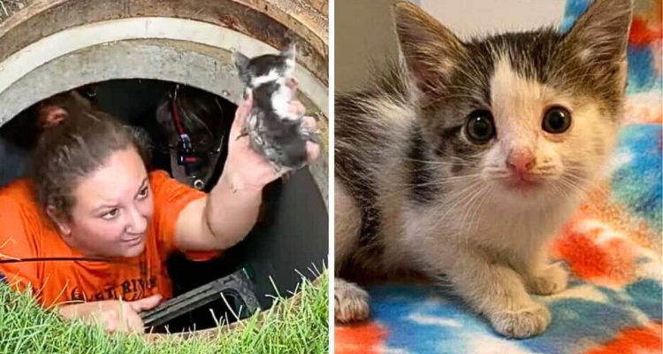 Heldenhafter Einsatz: Frau rettet Baby-Katze nach 40 Stunden Gefangenschaft in der Kanalisation