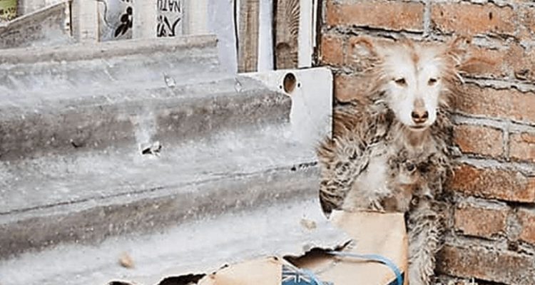 Helfer finden verwahrlosten Husky-Welpen auf Grundstück - Was dann mit ihm passiert, rührt zu Tränen