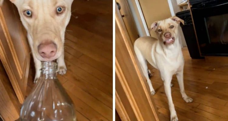 Herrchen lässt Hund an einer Flasche schnüffeln - Was er dann macht, sorgt für Mega-Lacher
