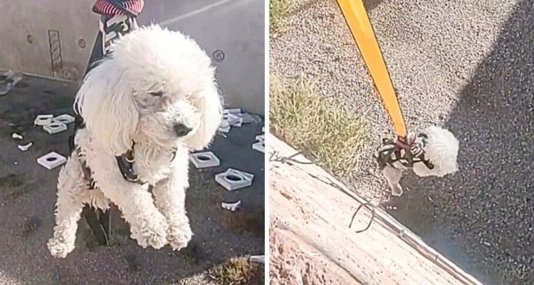 Herrchen wirft Ball in Baugrube - wie sein Hund das geliebte Spielzeug rettet, macht alle sprachlos