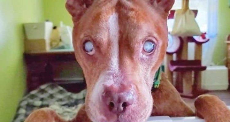 Herzergreifend Blinder Pitbull erhält Augenlicht zurück und sieht zum ersten Mal seine Pflegeeltern
