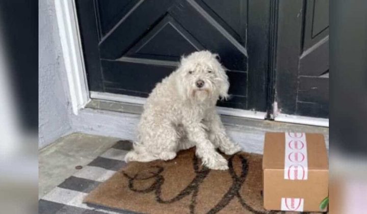 Herzergreifende Geschichte Straßenhund sucht Zuflucht und findet zufällig ein Zuhause fürs Leben