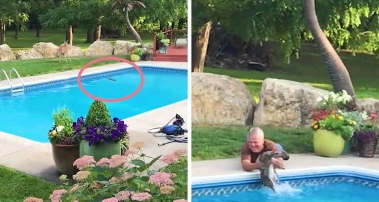 Herzergreifendes Video Rehkitz kurz vor dem Ertrinken im Pool - Dann tut ein Mann das Unglaubliche
