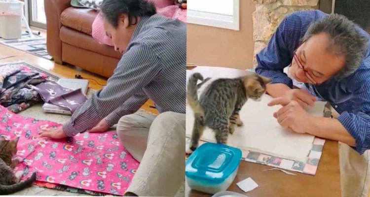 Herzerwärmende Geschichte: Altes Ehepaar stellt Betten und Spielzeug für Tierheim-Katzen her
