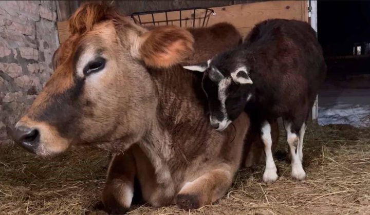 Herzerwärmende Geschichte Ziege zog Ochse auf, seit er ein Baby war - nun sind sie unzertrennlich