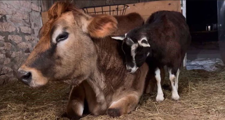 Herzerwärmende Geschichte Ziege zog Ochse auf, seit er ein Baby war - nun sind sie unzertrennlich
