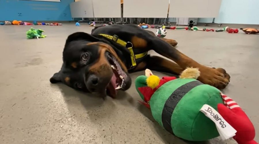 Herzerwärmende Weihnachts-Aktion Tierheim-Hunde dürfen sich Geschenke aussuchen - Video geht viral