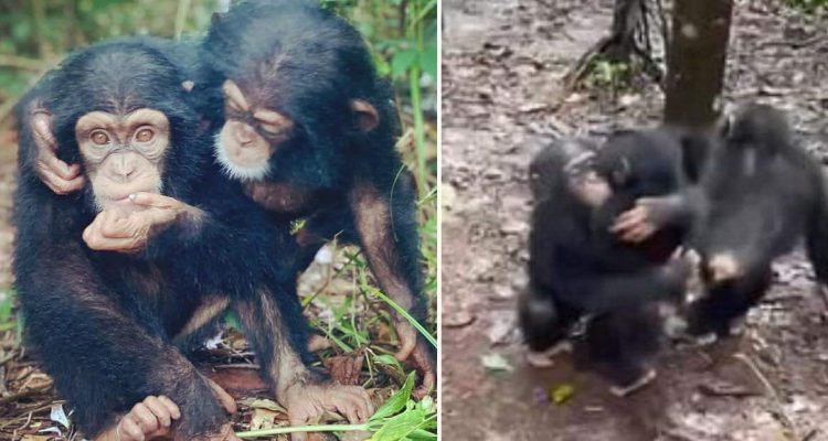Herzerwärmender Empfang in Auffangstation Trauriges Schimpansen-Baby wird von Artgenossen getröstet