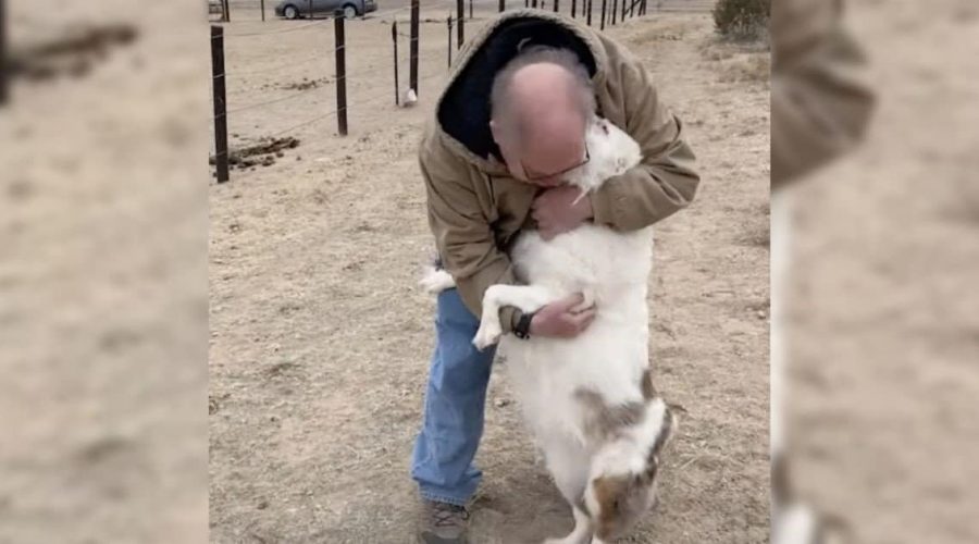 Herzerwärmendes Video Blinder und tauber Hund erkennt Herrchen nach 1 Jahr Trennung sofort wieder