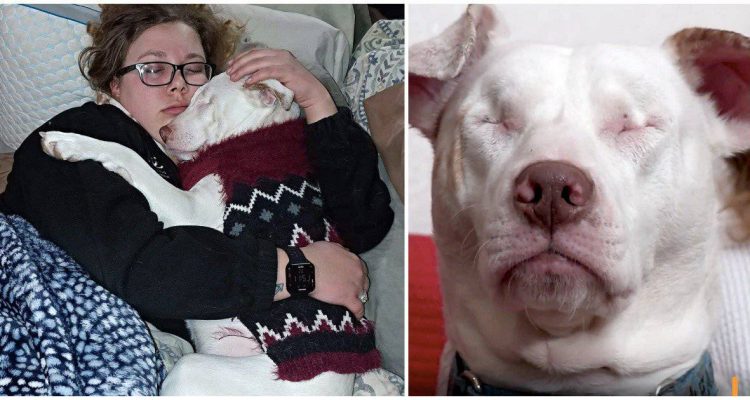 Herzerwärmendes Video – diese Familie erfüllt blinden und tauben Tierheim-Hund seinen größten Traum