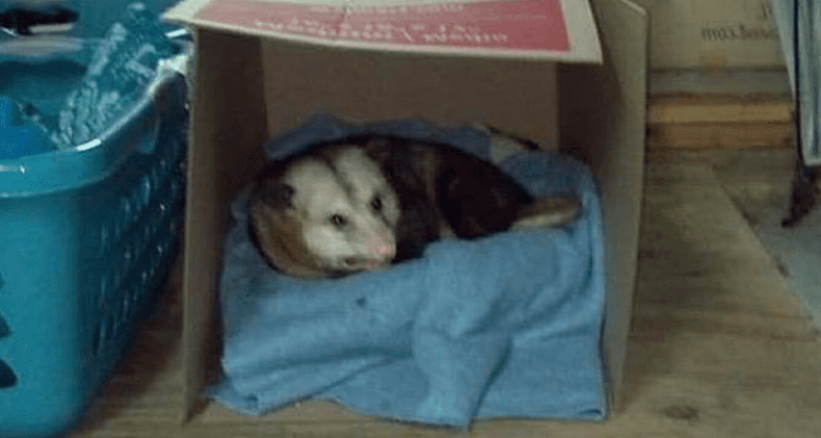 Herzerwärmendes Winterquartier für ein Opossum