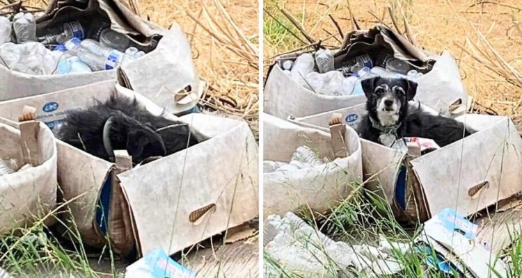 Herzlos zurückgelassen: Hund wartet tagelang auf seine Familie, doch wer anderes kommt ihn holen