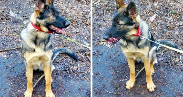 Herzzerreißend Schäferhund “Kleo” schwer verletzt auf Straße gefunden - Auge musste entfernt werden