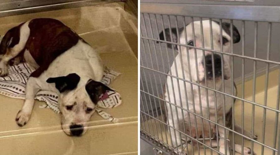Herzzerreißend Tierheim-Hund hat den traurigsten Gesichtsausdruck, weil ihn niemand adoptieren will