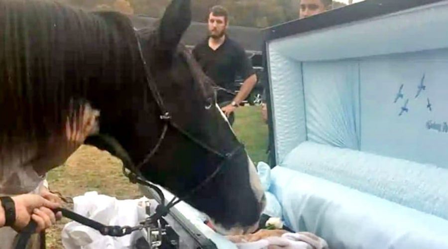 Herzzerreißende Geschichte Pferd gibt seinem geliebten Besitzer einen letzten Abschiedskuss