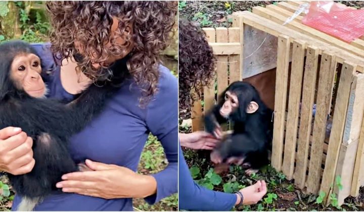 Herzzerreißendes Schicksal Schimpansen-Baby musste mit ansehen, wie seine Mama erschossen wird