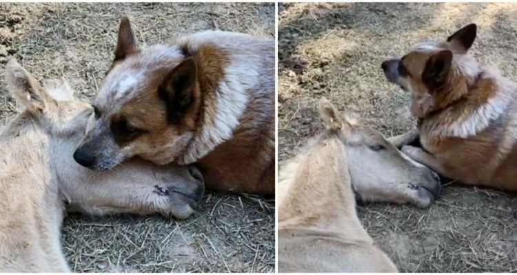 Herzzerreißendes Video So trauert ein Hund mit einem 9-Tage alten Fohlen um dessen tote Mama