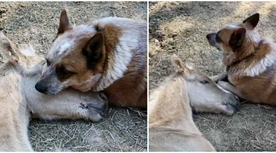Herzzerreißendes Video So trauert ein Hund mit einem 9-Tage alten Fohlen um dessen tote Mama