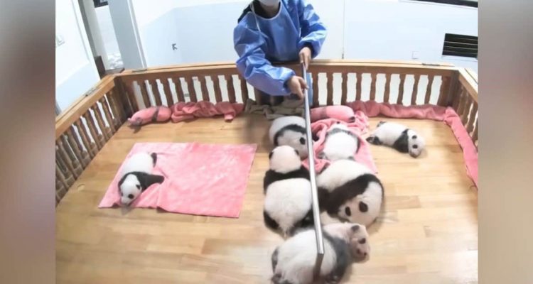 Hinter den Kulissen der Panda-Pflege So sieht der Alltag einer Panda-Nanny wirklich aus