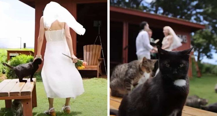 Hochzeit mit über 600 Katzen-Gästen In dieser tropischen Auffangstation ist es möglich 