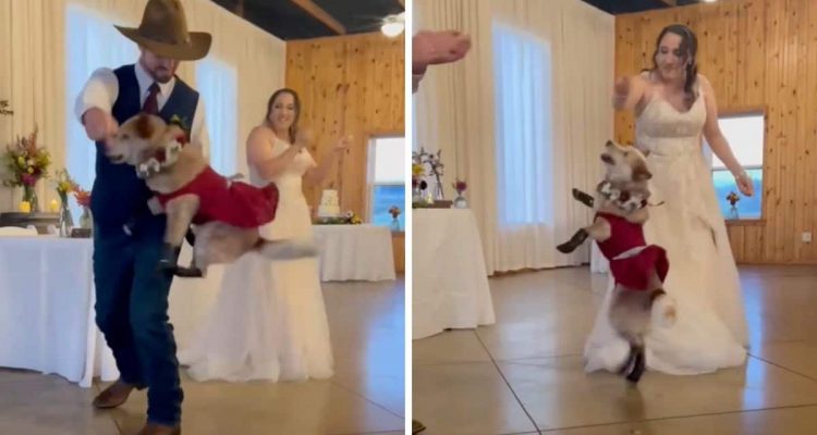 Hochzeitstanz der besonderen Art: Brautpaar und Hund begeistern Gäste mit einer mitreißenden Show
