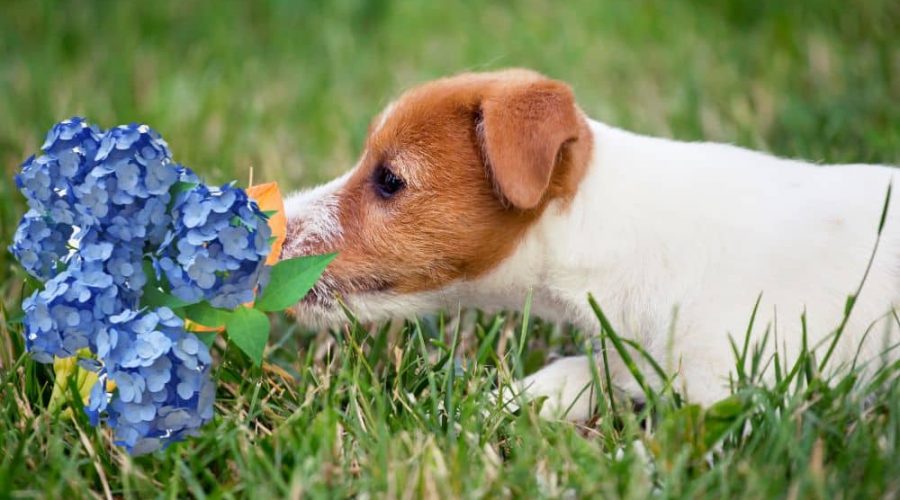 Hortensien giftig für Hunde