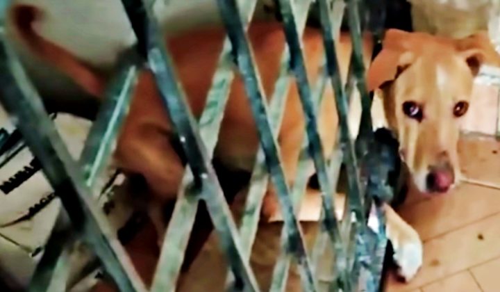 Hündin im Eisen-Gitter gefangen - was nach der Befreiung auf sie wartet, bricht allen das Herz