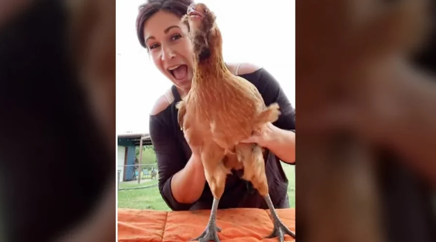 Huhn macht lustige Geräusche, wenn es gekitzelt wird - Video sorgt für großes Gelächter