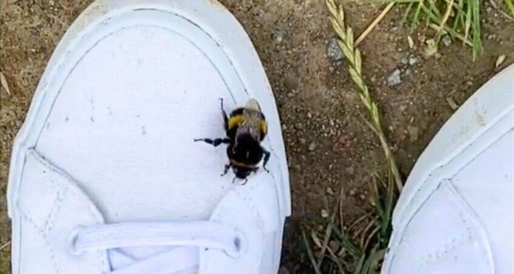 Hummel mit nur einem Flügel krabbelt auf Schuh einer Frau