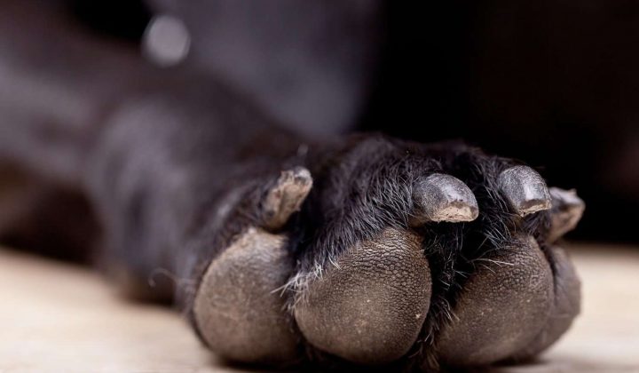 Hund Ballen Lst Sich