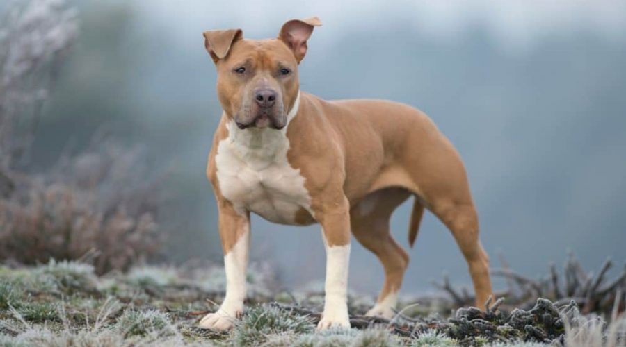 10 Hunderassen, die als “Kampfhunde” gelten