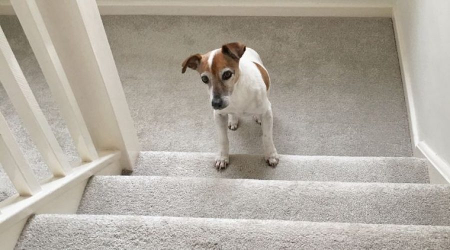 Hund Treppenlaufen