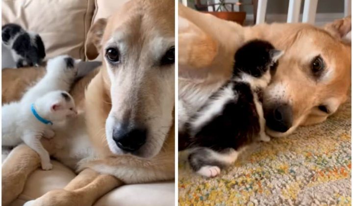 Hund adoptiert blinde Baby-Katzen – Sein liebevoller Umgang mit ihnen ist einfach rührend