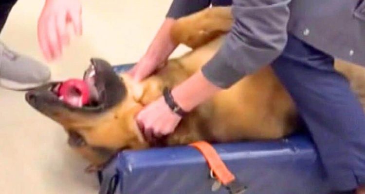 Hund atmet Gegenstand ein und droht zu ersticken: Diese Technik, die jeder kennen sollte, rettet ihn