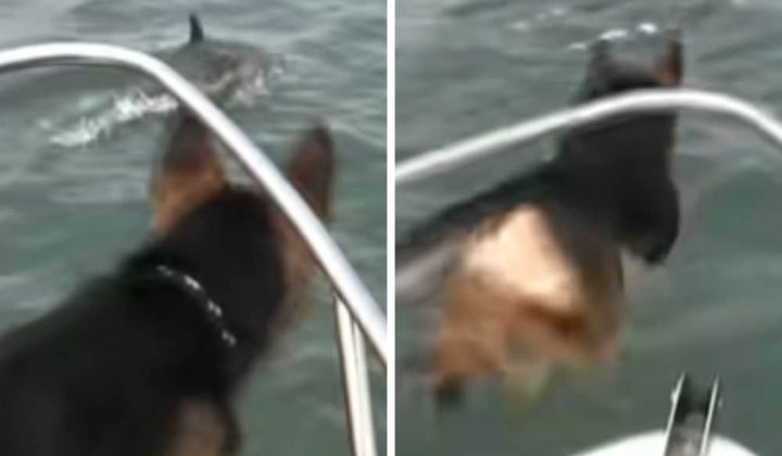 Hund auf Boot beobachtet Delfine im Meer - Was er dann tut, lässt die Lachtränen rollen