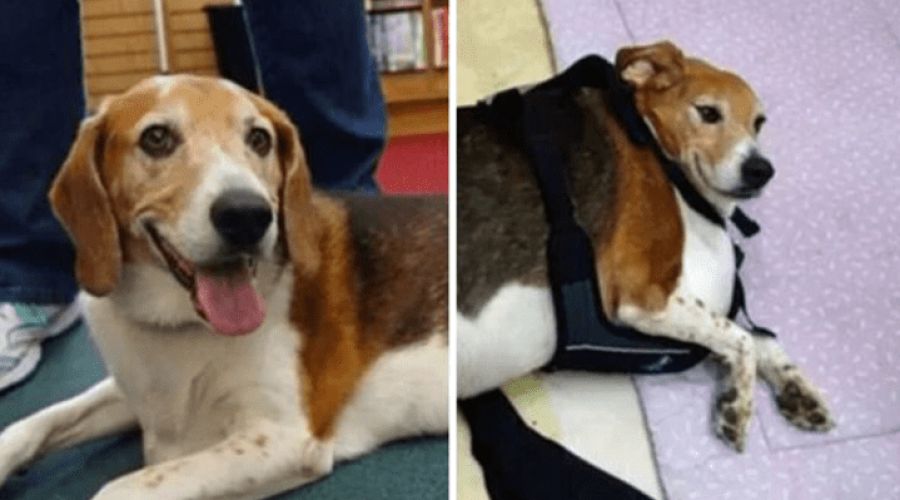 Hund aus Tierheim so dick, dass er nicht mehr laufen kann - Neuer Besitzer verwandelte ihn