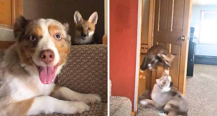 Hund bekommt Fuchsmädchen als Schwester: Wie die zwei sich zusammenraufen, ist einfach herzerwärmend